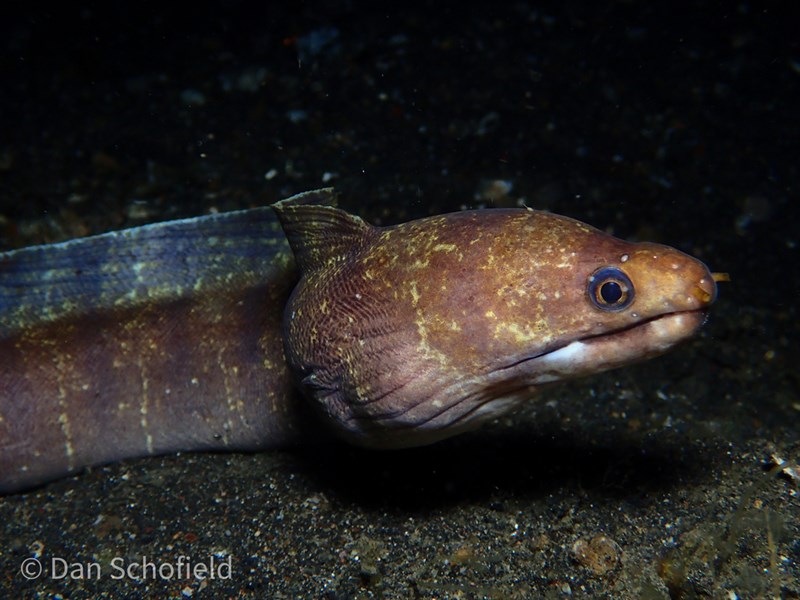 Barred moray, Barred Moray, Echidna polyzona