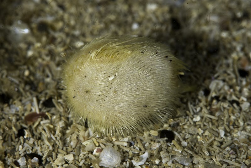 , Yellow Sea Potata , Heart Urchin, Echinocardium flavescens