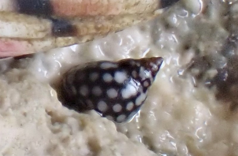 , Echinolittorina meleagris