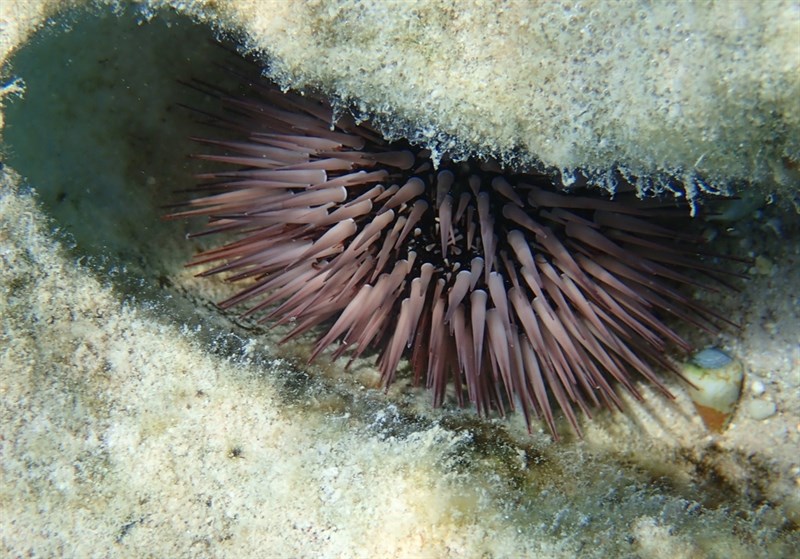 , Rock-boring Urchin, Echinometra mathaei