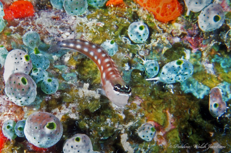 Australian combtooth blenny, Australian Blenny, Australian Combtooth Blenny, Ecsenius australianus