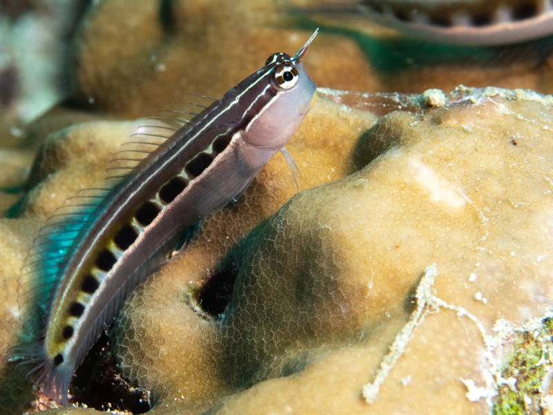 Linear blenny, Linear Blenny, Lined Combtooth-Blenny, Ecsenius lineatus