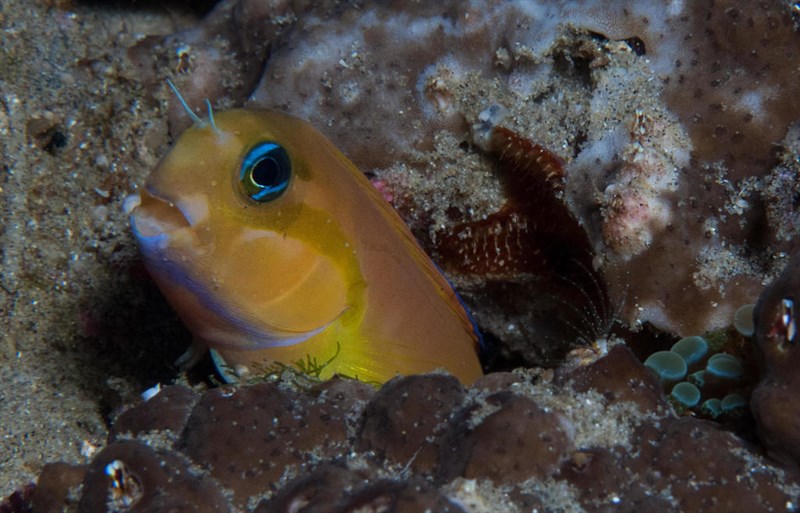 Persian blenny, Persian Blenny, Midas Coralblenny, Golden Blenny, Lyretail Blenny, Midas Blenny, Ecsenius midas