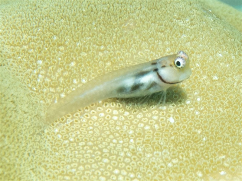 , Collar Blenny, Little Combtooth Blenny, Ecsenius minutus