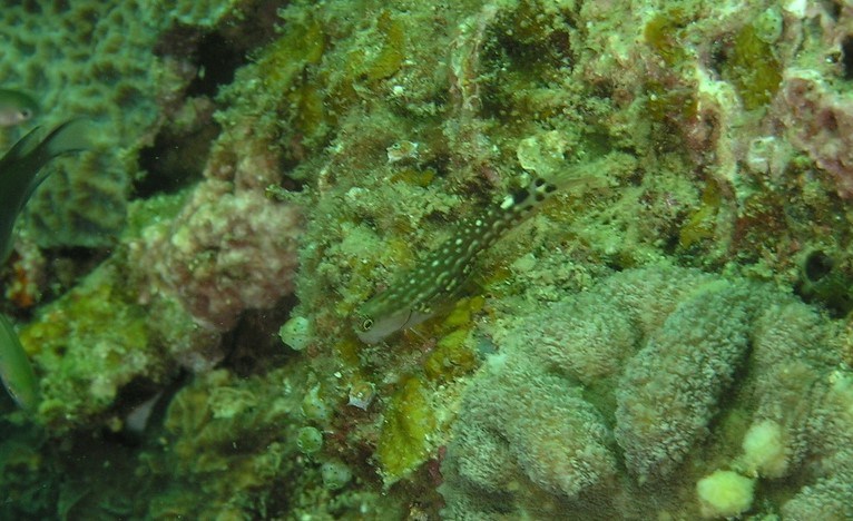 Monocle coralblenny, Bleeny - Ecsenius monoculus, Ecsenius monoculus