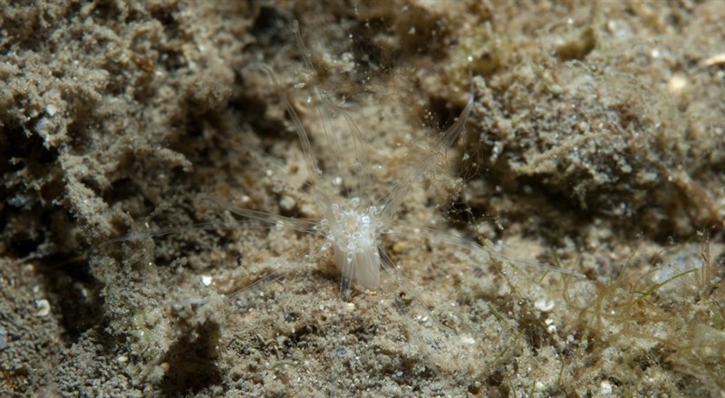 , Burrowing Sea Anemone, Edwardsia delapiae