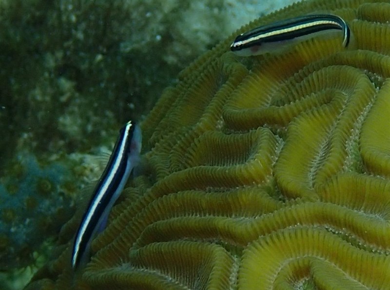 Barsnout goby, Barsnout Goby - Elacatinus illecebrosus, Elacatinus illecebrosus