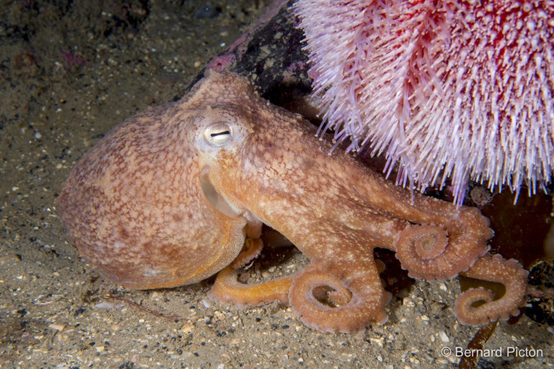 , Horned Octopus, Lesser Octopus, Northern Octopus, Eledone cirrhosa