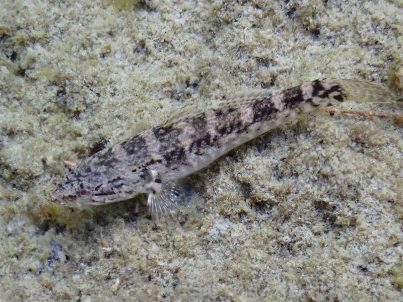 Sandwich Island sleeper, Sandwich Island Sleeper, Eleotris sandwicensis