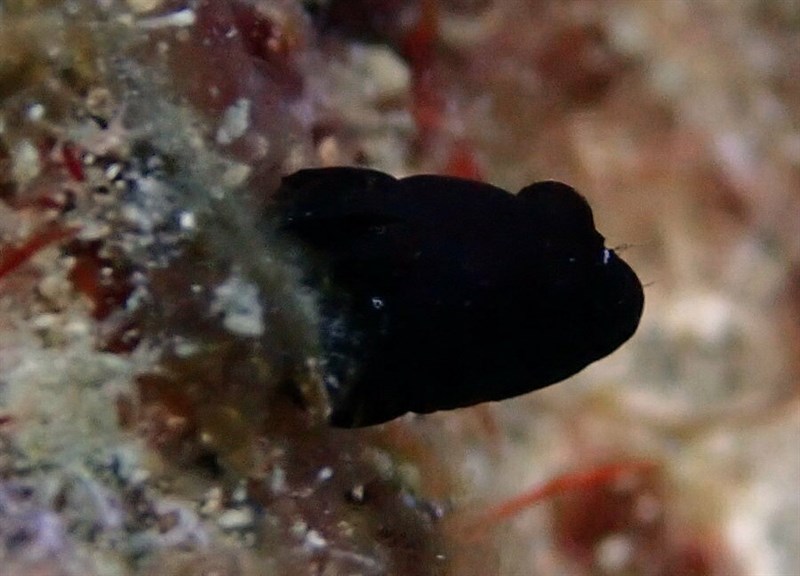 Glass blenny, Florida Smoothhead Glass Blenny, Emblemariopsis diaphana