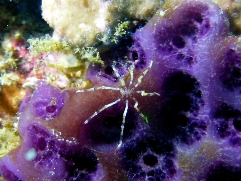 , Sea Spider, Endeis flaccida