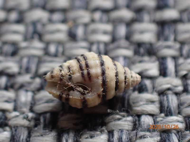 , Lined Dove Shell - Engina lineata, Engina lineata