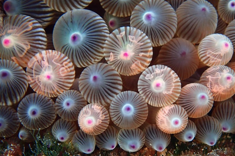 , Bulb-tentacle Sea Anemone, Bubble-tip Sea Anemone. Bubbletip Anemone, Entacmaea quadricolor