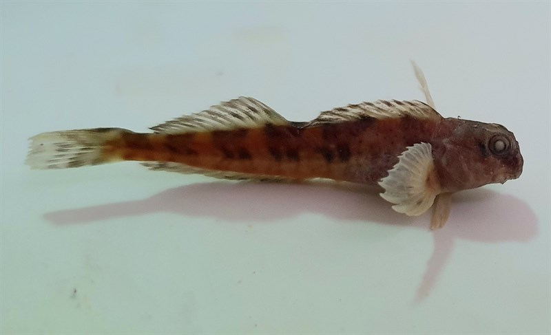 Rock blenny, Entomacrodus chiostictus, Entomacrodus chiostictus