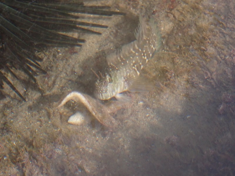 Fringelip rockskipper, Entomacrodus epalzeocheilos, Entomacrodus epalzeocheilos