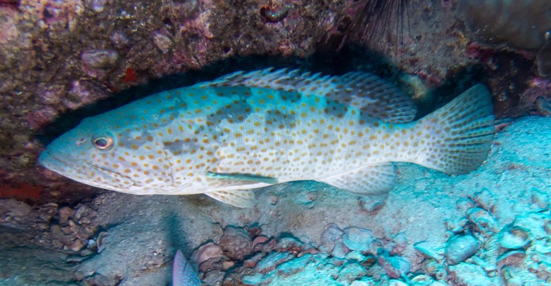 Orange-spotted grouper, Orange-spotted Grouper, Epinephelus coioides