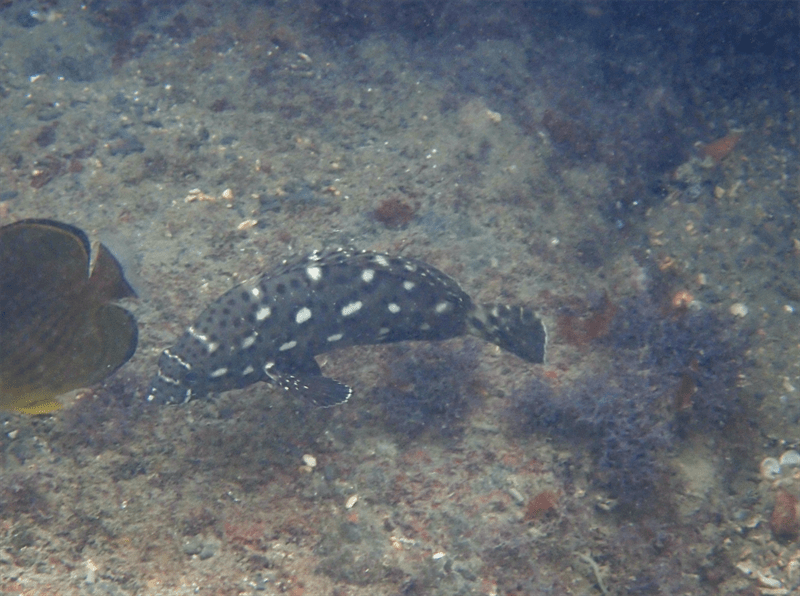 Coral grouper, Black-dottted Cod, Coral Cod, Coral Rockcod, Coral Rockcod, Coral Rock-cod, Duskyfin Grouper, Epinephelus corallicola