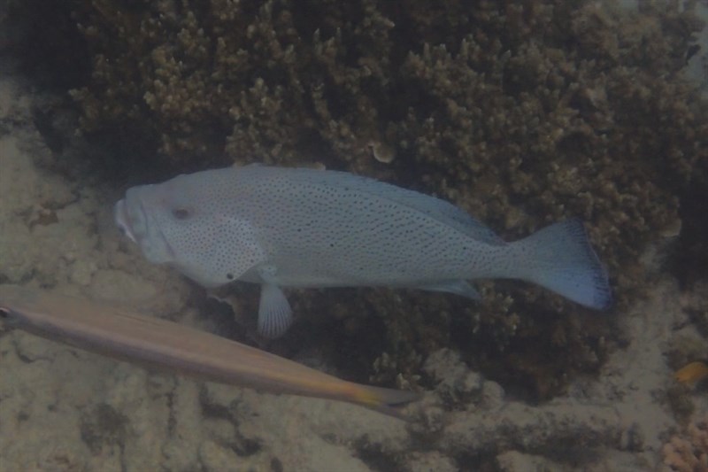 Speckled blue grouper, Purple Rockcod Or Speckled Blue Grouper - Epinephelus cyanopodus, Epinephelus cyanopodus