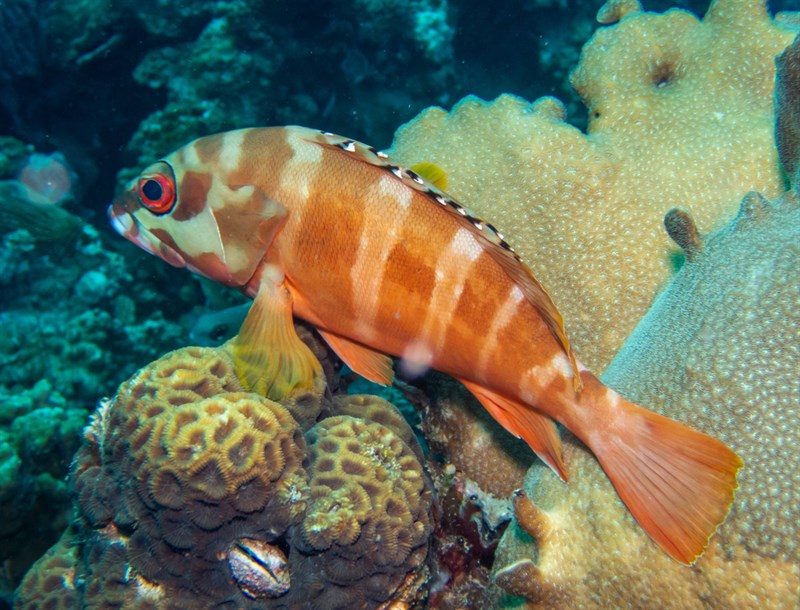 Blacktip grouper, Banded Reed Cod, Banded Rock Cod, Blacktip Grouper, Black-tipped Grouper, Black-tipped Rockcod, Black-tipped Rock-cod, Footballer Cod, Golden Grouper, Red Banded Grouper, Red Banned Grouper, Redbarred Roccod, Rock Cod, Striped Grouper, Epinephelus fasciatus