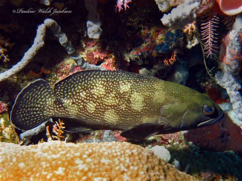 White-streaked grouper, Lace-finned Rock-cod, Speckled-fin Rockcod, Speckled-finned Rock-cod, Specklefin Rockcod, Speckle-finned Cod, Wavy-lined Rock-cod, White-speckled Grouper, White-spotted Rock-cod, Whitestreaked Grouper, White-streaked Grouper, Specklefin Grouper, Epinephelus ongus