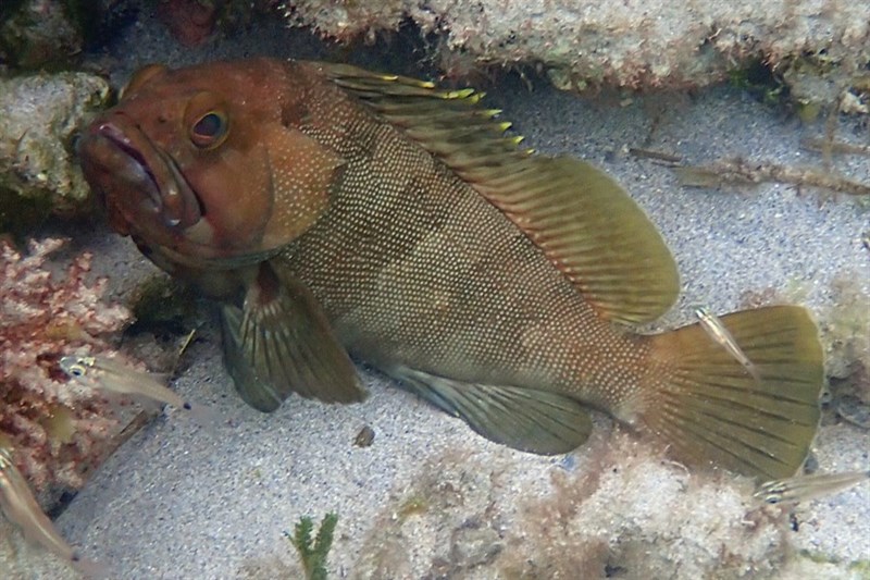 Halfmoon grouper, Charlie Court Cod, Chinaman Cod, Chinaman Rock-cod, Dotted Groper, Green-finned Rock-cod, Halfmoon Grouper, White-dotted Cod , Chinaman Rockcod, Epinephelus rivulatus