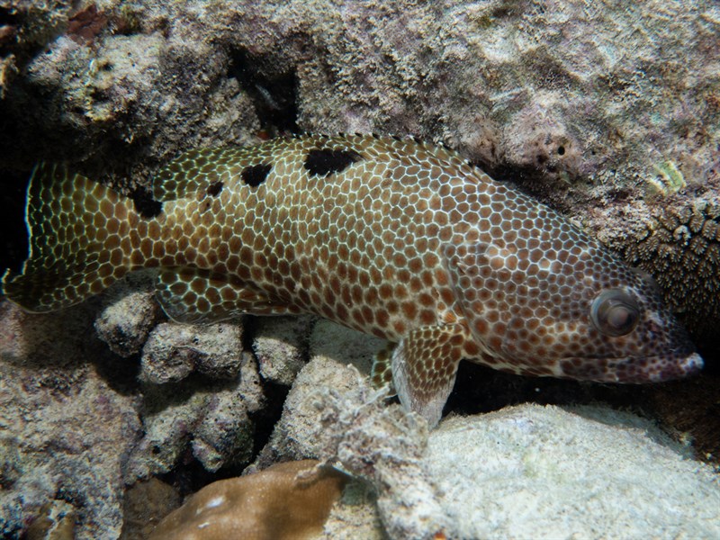 Foursaddle grouper, Foursaddle Grouper,  Four-saddle Rockcod, Spotty Cod, Foursaddle Rock Cod, Epinephelus spilotoceps