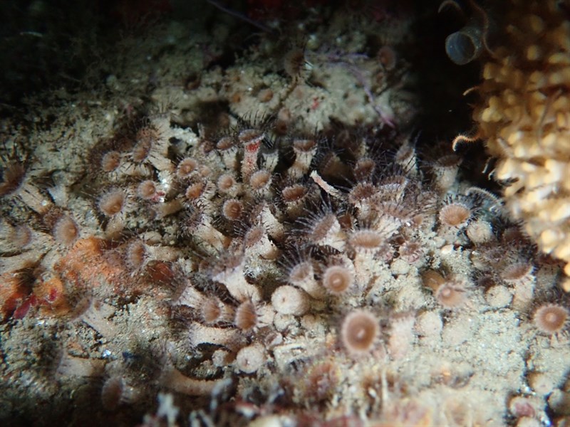 , Elongate Zoanthid - Epizoanthus leptoderma, Epizoanthus leptoderma