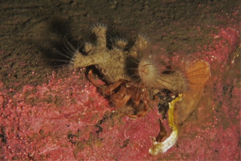 , Zoanthid, Epizoanthus papillosus