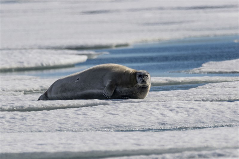 , Bearded Seal, Erignathus barbatus