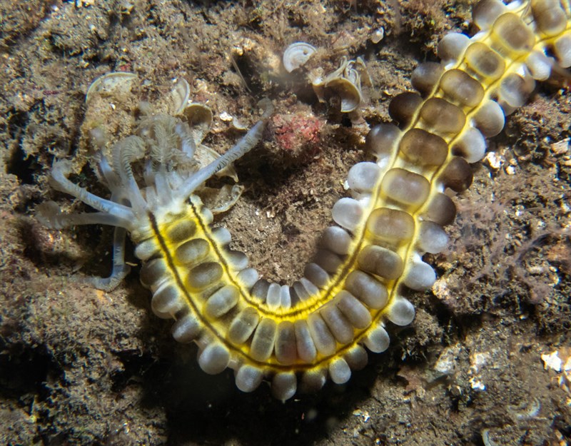 , Lion's Paw Sea Cucumber, Euapta godeffroyi