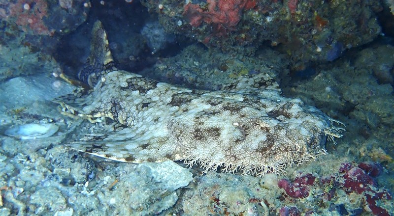 Tasselled wobbegong, Tasselled Wobbegong, Bearded Wobbegong, Ogilbys Wobbegong, Ogilby's Wobbegong, Eucrossorhinus dasypogon