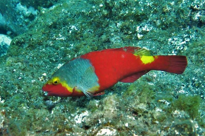 European Parrotfish Sparisoma cretense