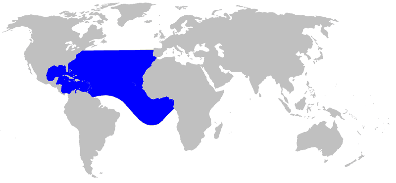 European-Gervais-Beaked-Whale-Mesoplodon-europaeus-Map-Distribution