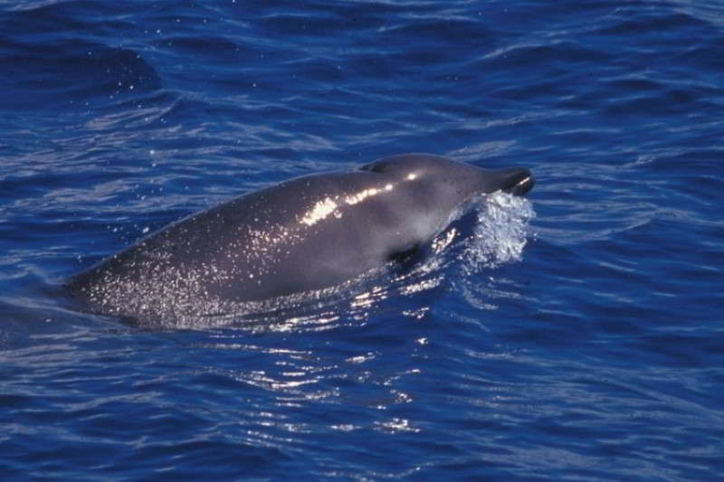 European-Gervais-Beaked-Whale-Species-Canaries-Canary-Islands-Atlantic-Ocean-Mesoplodon-europaeus-Tenerife-Gran-Canaria-Fuerteventura-Whale-watching-Lanzarote-La-Palma-El-Hierro-Gomera