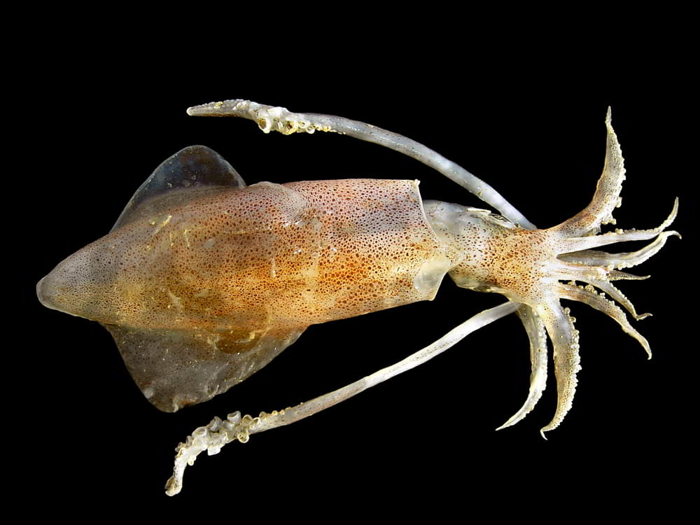 European or Common Squid - Loligo vulgaris