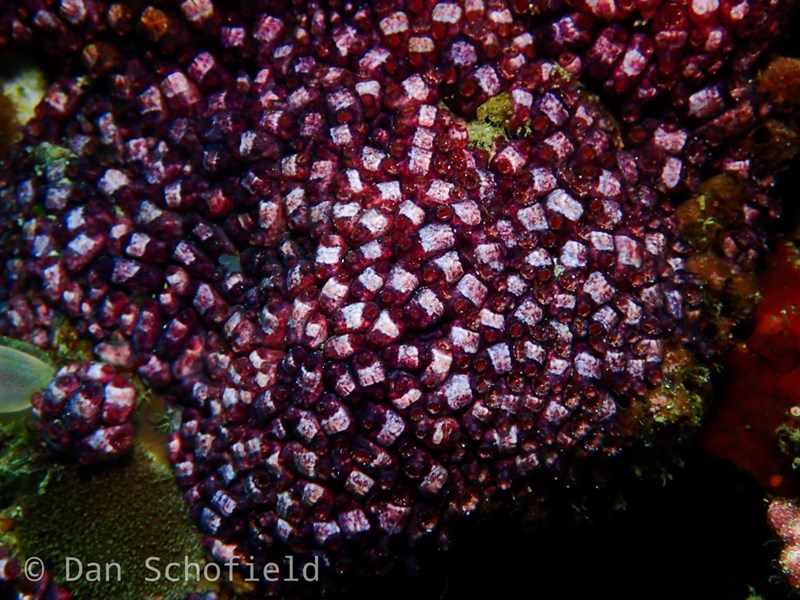 , Rosy Poly-tunicate, Eusynstyela latericius