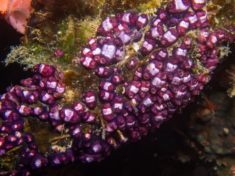 , Sea Squirt, Eusynstyela misakiensis