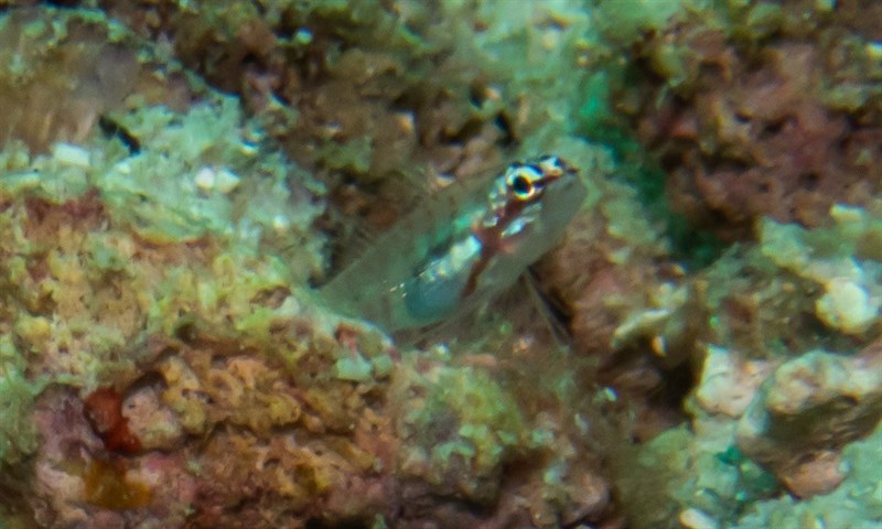 Hookcheek dwarfgoby, Hookcheek Pygmy Goby, Eviota ancora