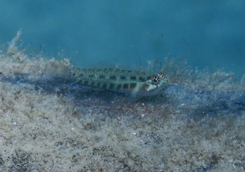 Spotted dwarfgoby, Spotted Pygmy Goby, Green Pygmy Goby - Eviota guttata, Eviota guttata