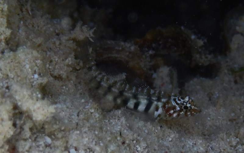 Leopard dwarfgoby, Leopard Dwarfgoby - Eviota pardalota, Eviota pardalota