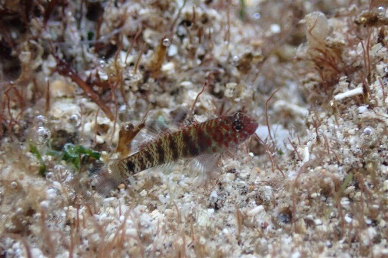 Greenbubble dwarfgoby, Green Bubble Goby,  Greenie, Midget Goby, Pepperfin Pygmy Goby - Eviota prasina, Eviota prasina