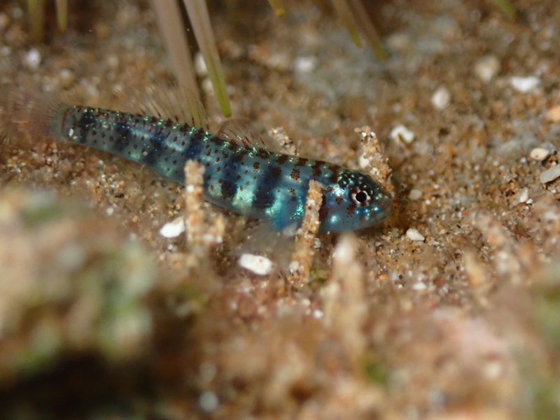 Susan's dwarfgoby, Dwarfgoby - Eviota susanae, Eviota susanae