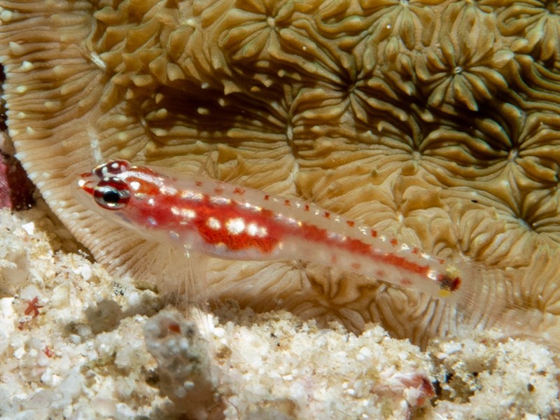 Zebra dwarfgoby, Goby, Eviota zebrina