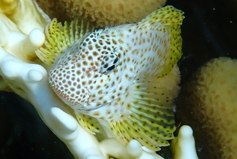 Leopard blenny, Leopard Blenny, Leopard Rock Skipper, Shortbodied Blenny - Exallias brevis, Exallias brevis