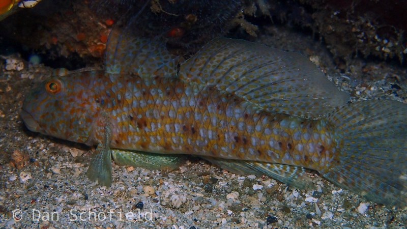 Akihito's goby, Akihito's Goby, Filamented Goby - Exyrias akihito, Exyrias akihito