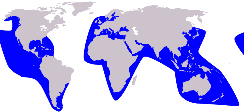 False-Killer-Whale-Pseudorca-crassidens-Map-distribution-area