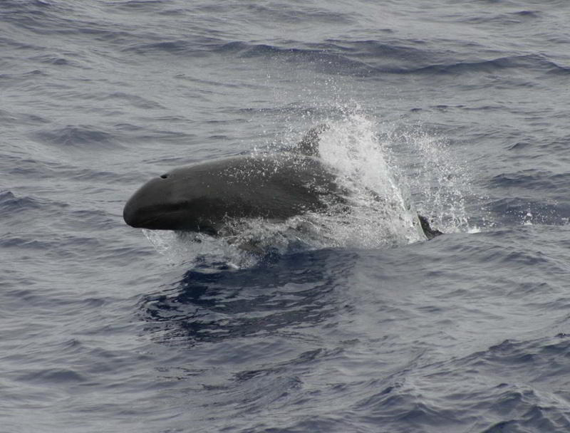 False-Killer-Whale-species-Canary-Islands-Pseudorca-crassidens-Tenerife-Gran-Canaria-Fuerteventura-Lanzarote-La-Palma-Gomera-El-Hierro-Canaries-Dolphins-Atlantic-Ocean-Whale-watching