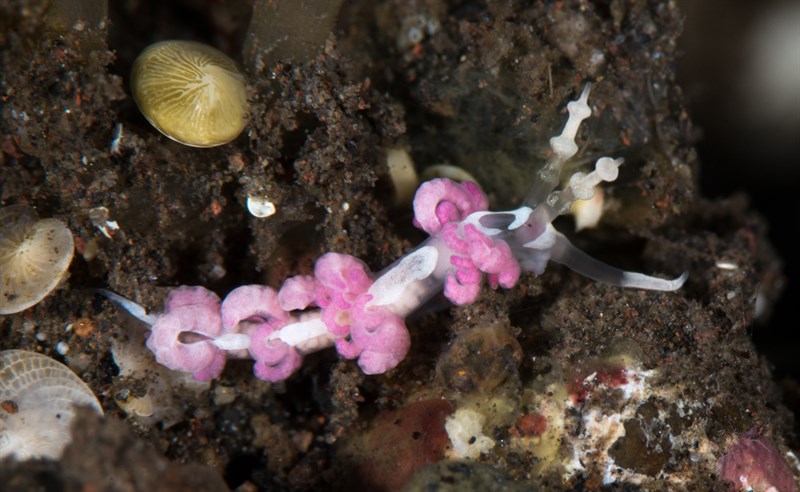 , Japanese Favorinus, Egg-Eating Nudibranch, Favorinus japonicus