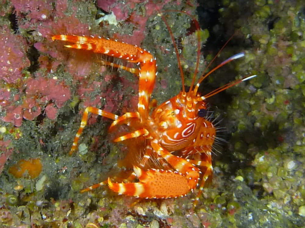 Flaming Reef Lobster - Enoplometopus antillensis