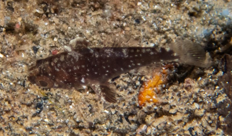 Weedy cardinalfish, Weedy Cardinalfish, Foa fo